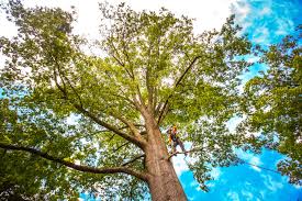 How Our Tree Care Process Works  in  Upland, CA