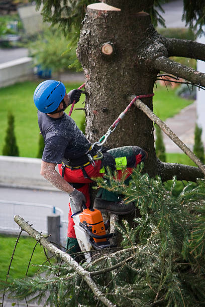 Upland, CA Tree Services Company