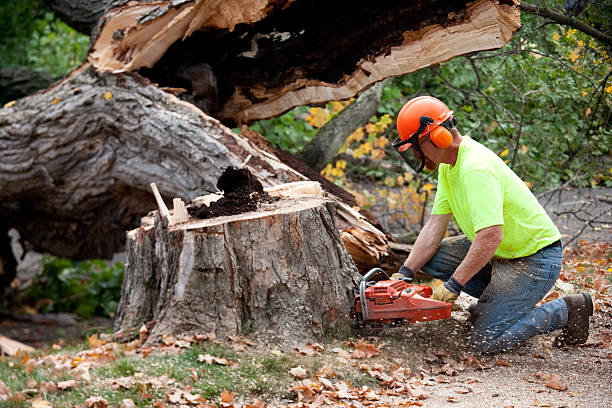 Best Tree Health Inspection  in Upland, CA